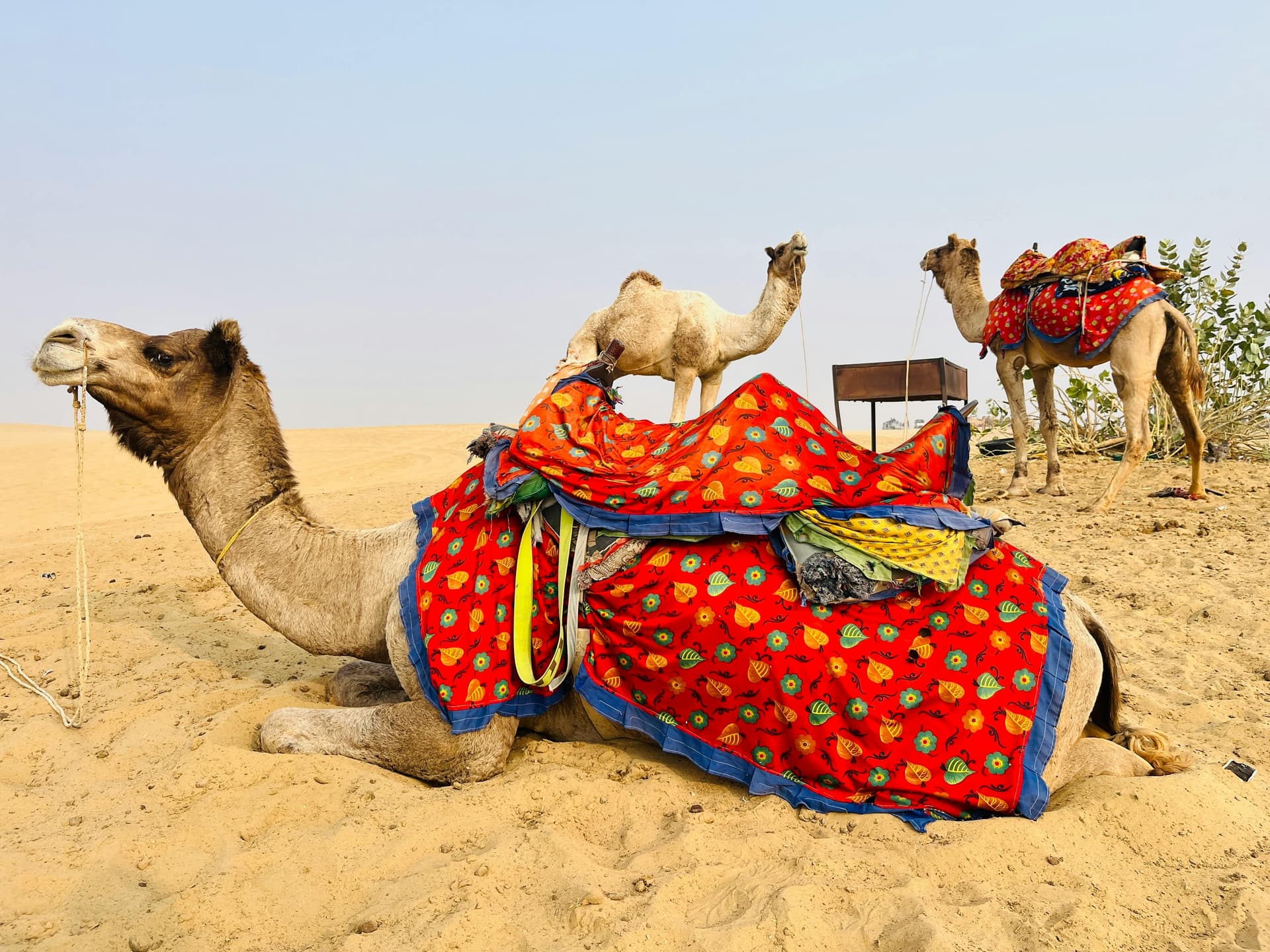 Best Time to Visit Jaisalmer