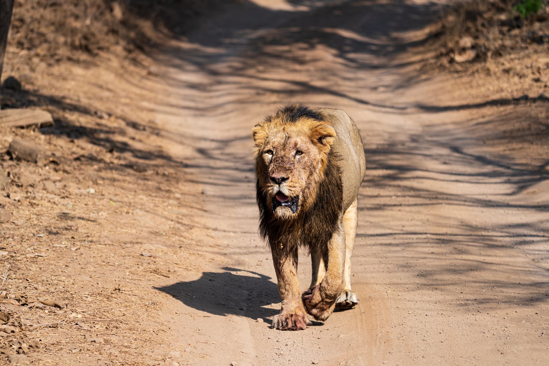Gir National Park