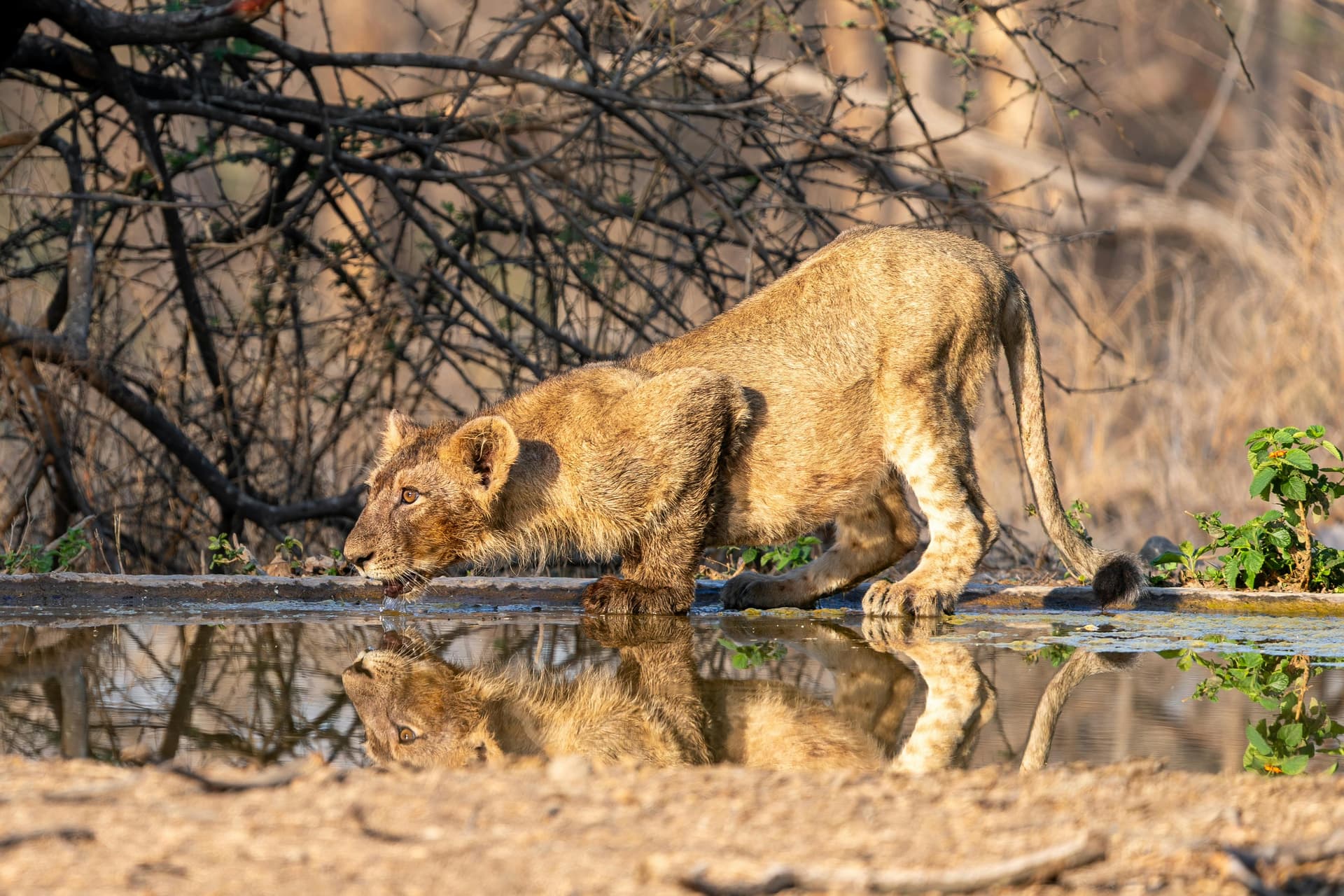 3 Days in Gir National Park Itinerary